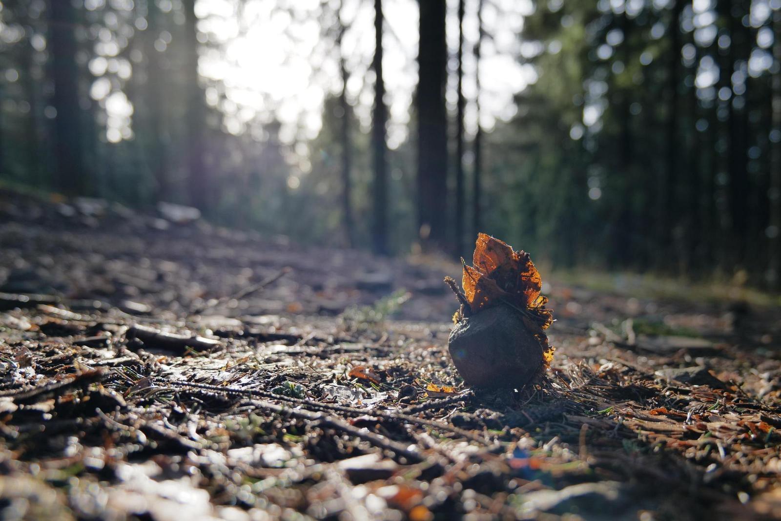 Panasonic Lumix S 20-60mm F3.5-5.6