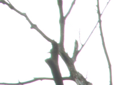 Samsung EX1: příjemné překvapení