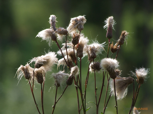 Fujifilm S100FS: jde zrcadlovkám po krku