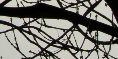 Sony SAL-70400G (70-400mm F4-5,6 SSM G)