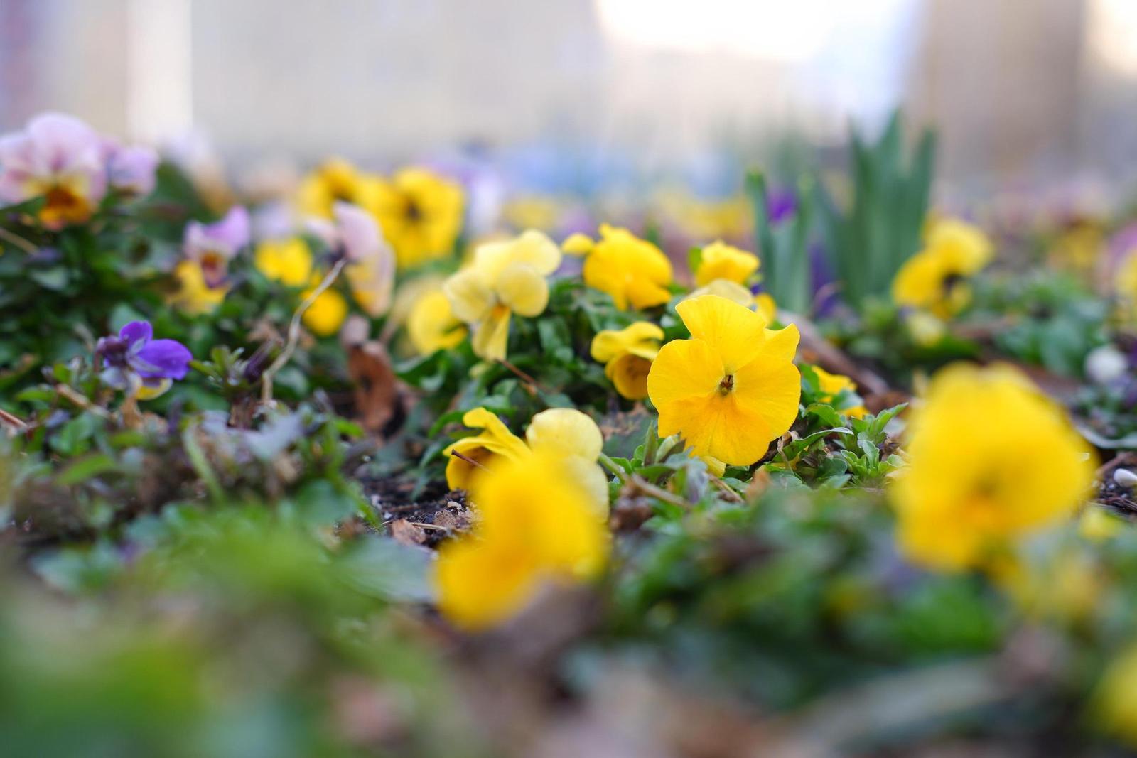 Fujinon XF 35mm F2 R WR