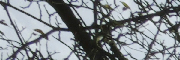 Panasonic Leica Summilux DG 9mm f/1.7 ASPH.