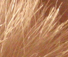 Canon EOS 550D: třídní premiant