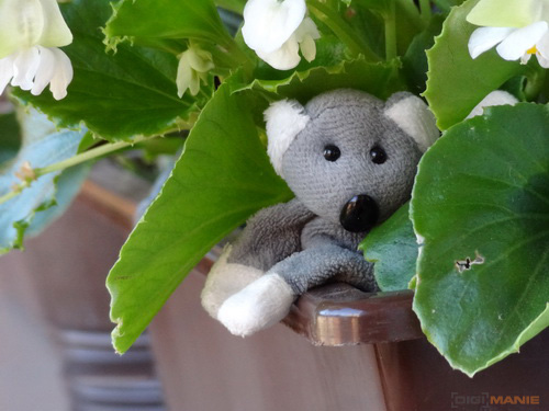 Fotíme s Koalou: Zoom a perspektiva