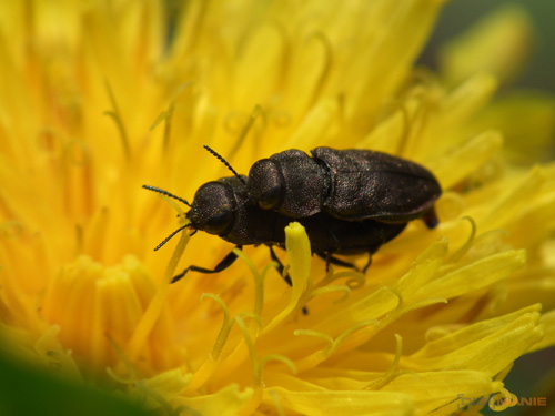 Fujifilm FinePix HS10: ultrazoom roku?