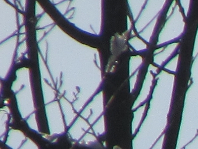 Canon PowerShot SX1 IS vs. SX10 IS: souboj CMOS a CCD