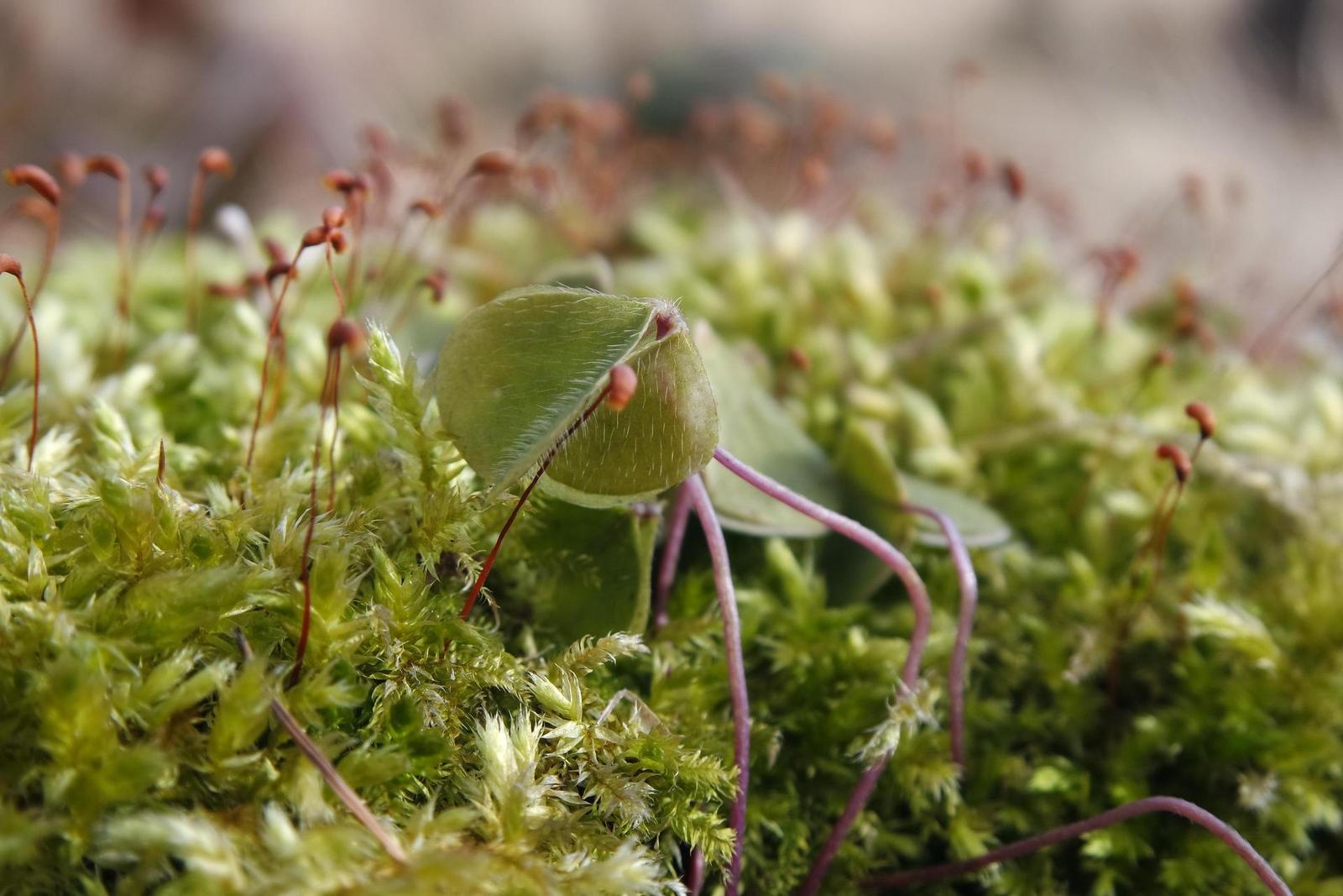 Samsung NX-M 9-27mm F3.5-5.6 OIS