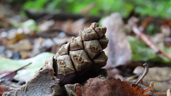 5 tipů pro lepší makro fotky kompaktem a ultrazoomem