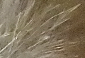 Sony NEX-5R: fázový posun k lepšímu?