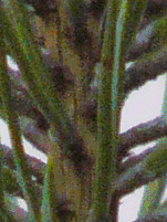 Panasonic Lumix DMC–FZ10: Vlajková loď s optikou Leica