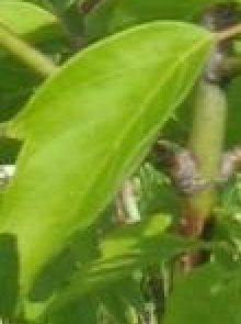 Canon PowerShot S50: Pětimilionový foťák!