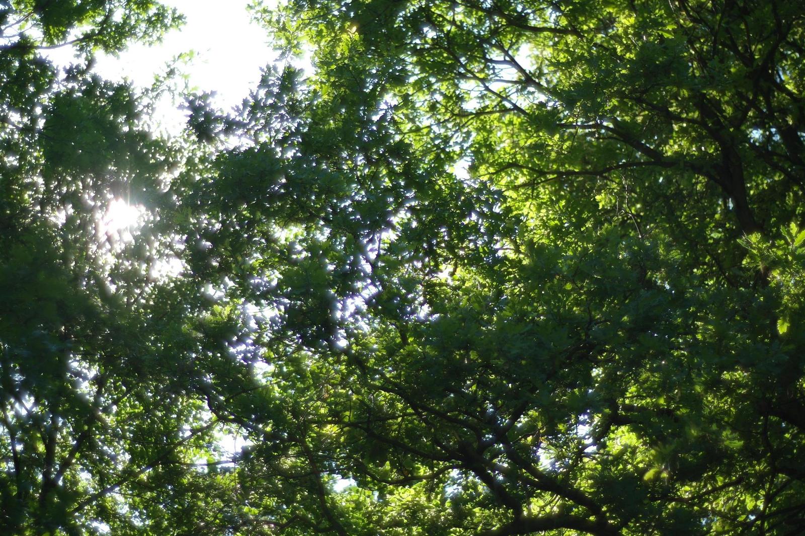 Olympus OM G.Zuiko 50mm f/1.4 "silver-nose"