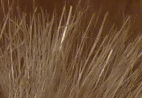 Panasonic Lumix TZ30: pokračovatel slavného rodu?