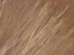 Canon IXUS 220 HS: multifunkční Karkulka