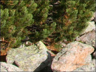 nama5: švýcarský nůž na RAW ze Slovenska