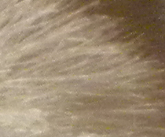 Nikon Coolpix P90: napodruhé mnohem lépe