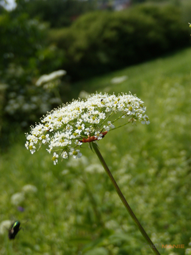 Nikon Coolpix P60: rychlý maratonec
