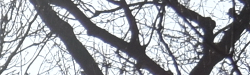 Nikon AF-P NIKKOR 18-55mm f/3.5-5.6G VR