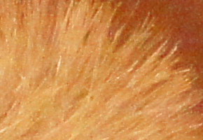 Sony NEX-C3: drobek s velkým srdcem