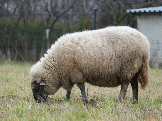 Panasonic Lumix FZ200: ultrazoomové překvapení roku