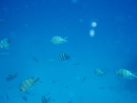 Modrý vesmír - tipy pro fotografování