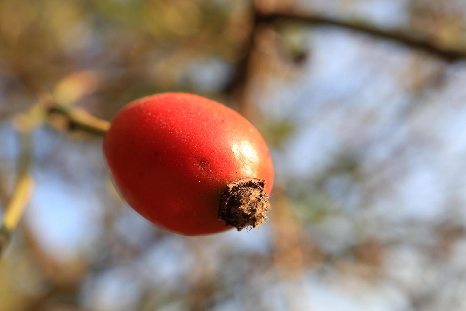 Canon EF-M 28mm f/3.5 Macro IS STM