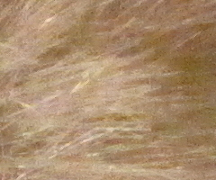 Canon PowerShot SX1 IS vs. SX10 IS: souboj CMOS a CCD