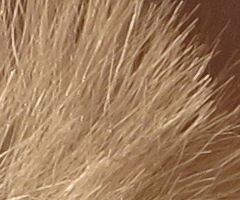 Canon PowerShot S90: malý zázrak