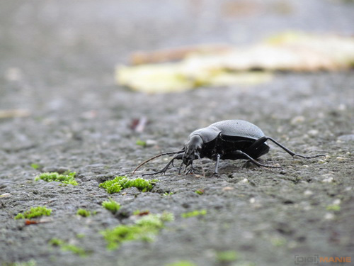 Canon PowerShot SX30 IS: sebevědomý rekordman