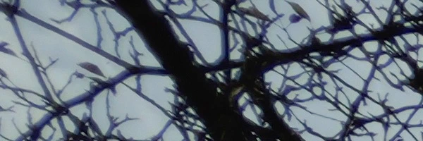 Panasonic Leica Summilux DG 9mm f/1.7 ASPH.