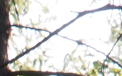 Olympus M.Zuiko Digital 14-150 mm F4-5,6