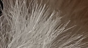 Sony Cyber-shot RX100 III (RX100M3): superSony