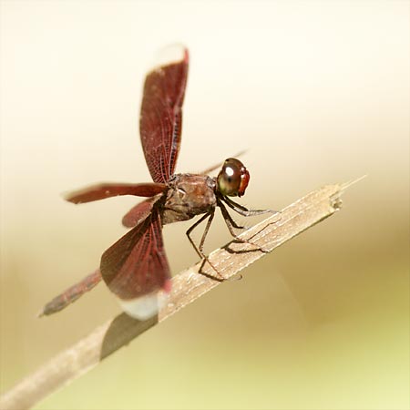 Jaký digitální fotoaparát na dovolenou? – 2.díl