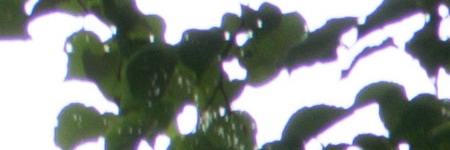 Nikon AF-S DX NIKKOR 55-200mm f/4-5.6G IF-ED VR