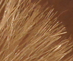 Sony SLT-A33: přesvědčivý revolucionář