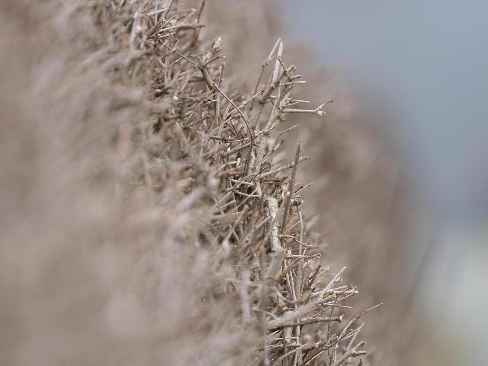 Panasonic Leica DG Elmarit 200mm / F2.8 / Power O.I.S.