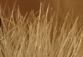 Sony NEX-7: správná (r)evoluce