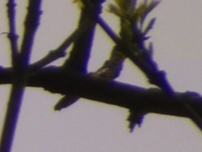 Fujifilm FinePix HS10: ultrazoom roku?