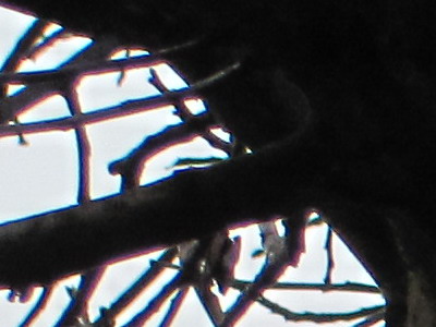 Canon PowerShot SX120 IS: zraje jako víno