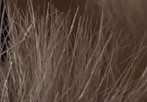 Sony SLT-A77: megapixelový přeborník