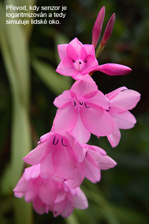 Vše o formátu RAW – 5. díl