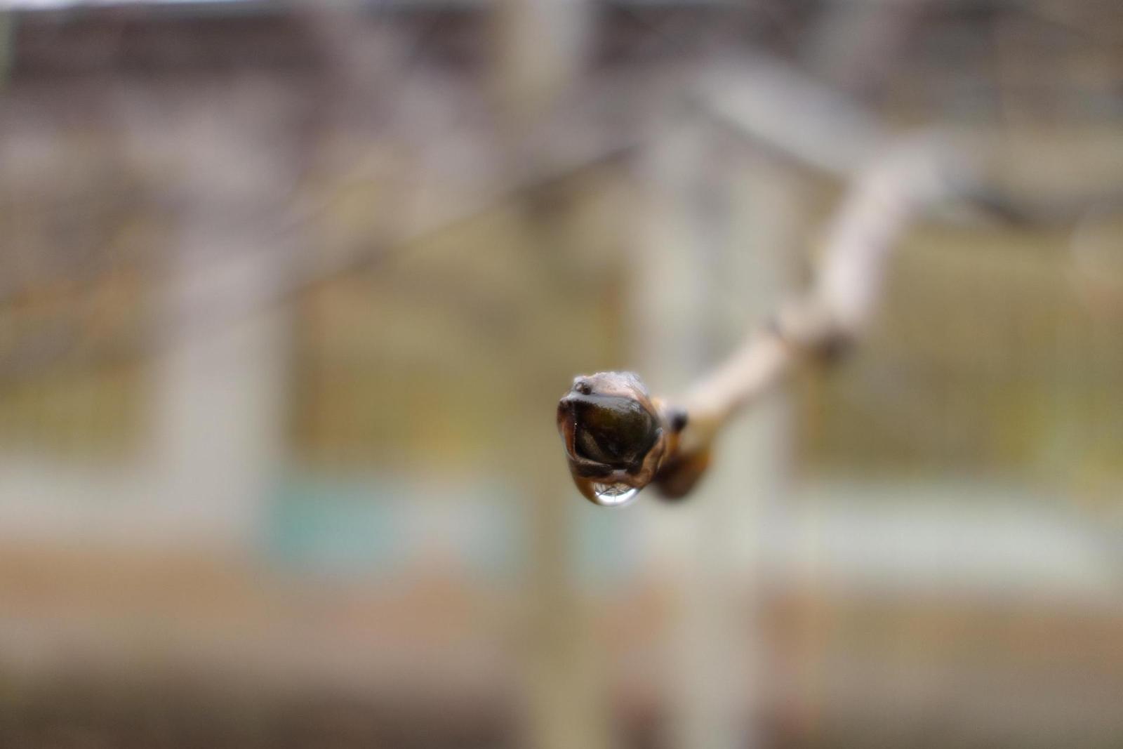 Canon PowerShot G9 X vs Sony Cyber-shot RX100