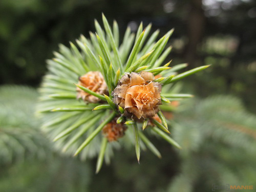 Canon PowerShot SX130 IS: levný všeuměl