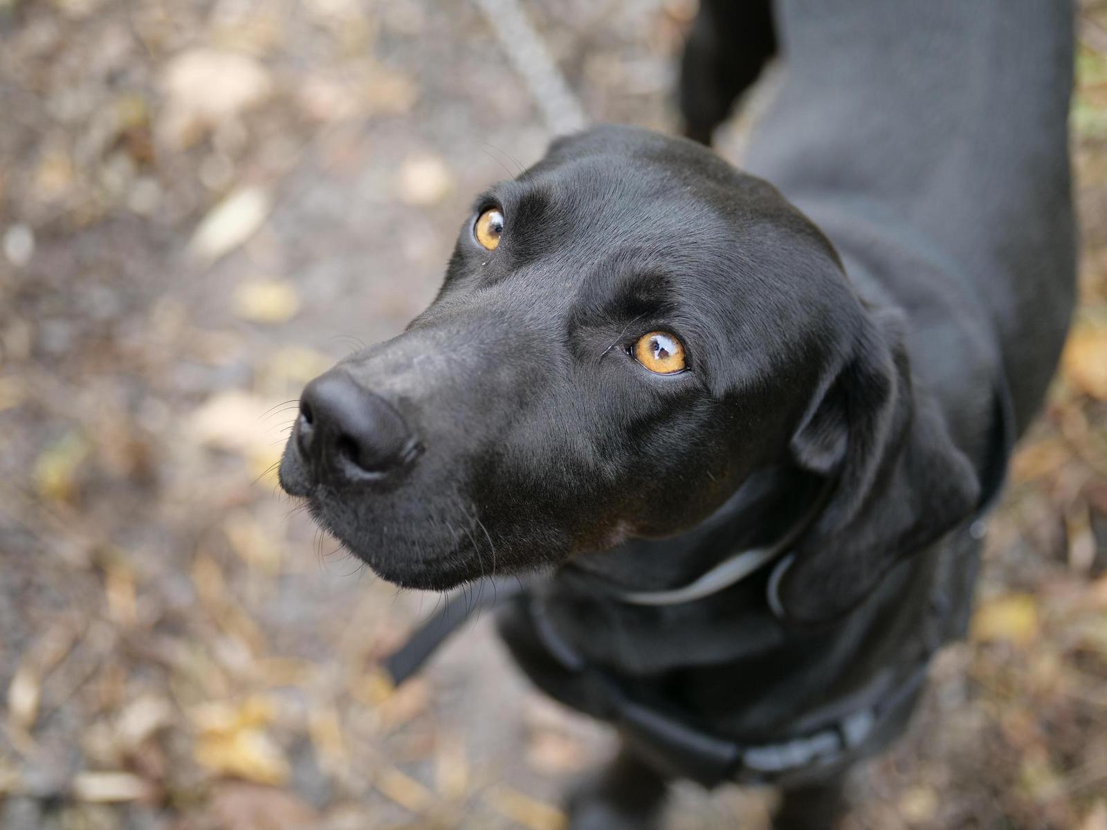 Panasonic Leica DG Vario-Summilux 25-50mm F1.7 ASPH.