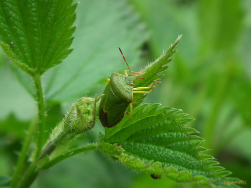 Fujifilm FinePix HS10: ultrazoom roku?