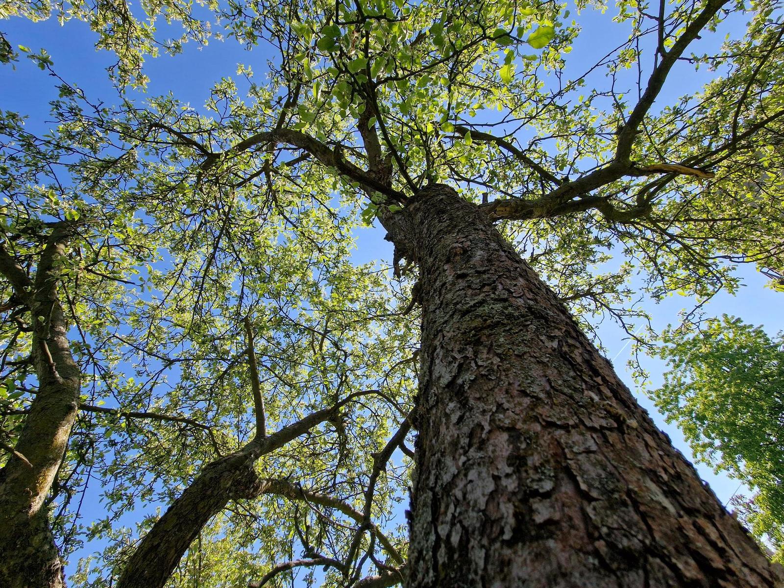 Samsung Galaxy S22 Ultra: pětioký fotografický král?