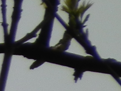 Fujifilm FinePix HS10: ultrazoom roku?