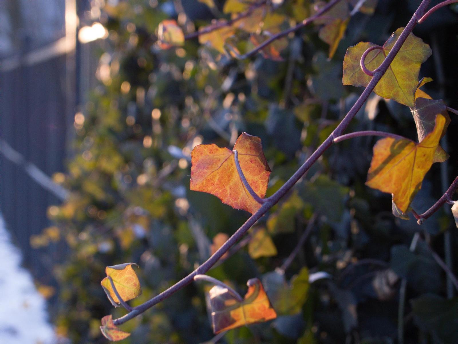 Souboj senzorů: jaký je rozdíl mezi 4/3" a 1,0" čipem?