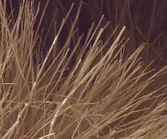 Canon PowerShot G11: géčko, o jakém jsme snili