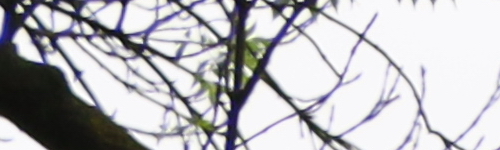 Canon RF 24-105mm f/4 L IS USM